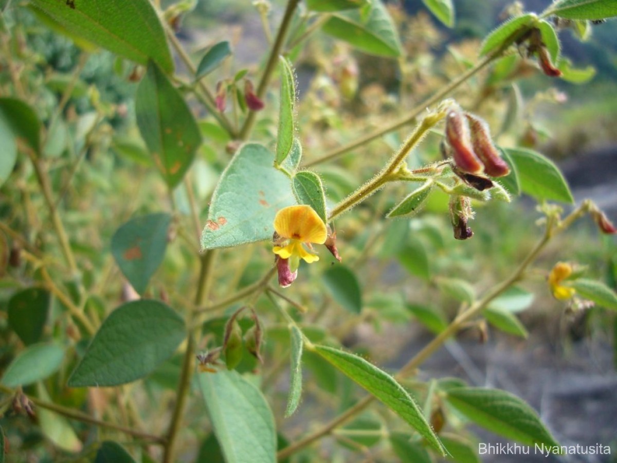 Rhynchosia cana (Willd.) DC.
